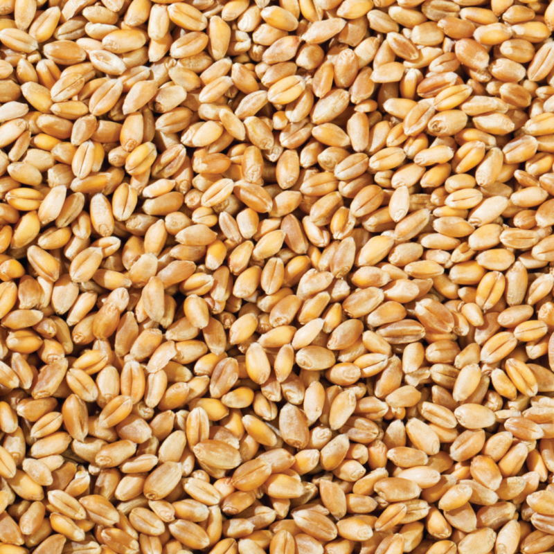 Whole Wheat, 20kg