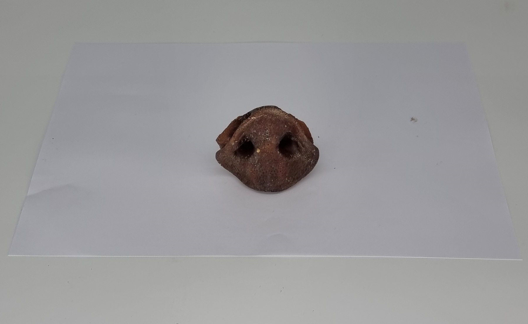 Natural Pig Snout