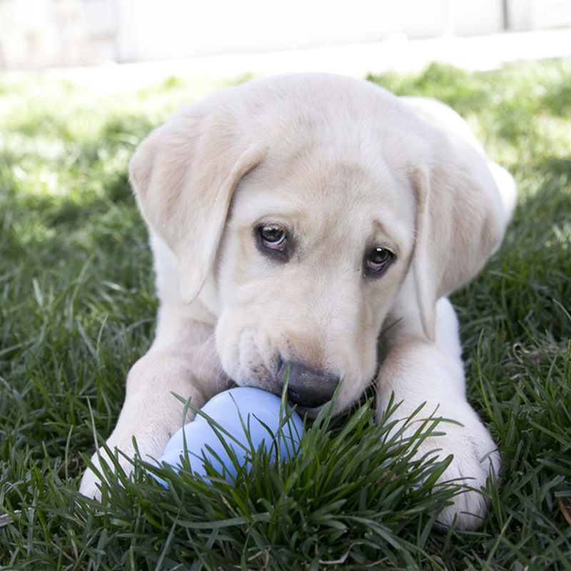 KONG Puppy Assorted, Small - Image 4